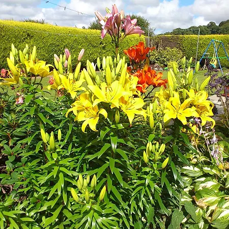 Rosville House 3* New Ross
